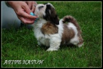 SHIH TZU P