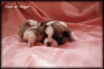 SHIH TZU P